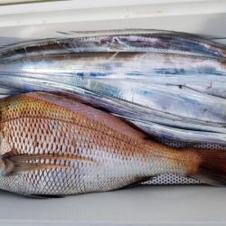 オーフリー 釣果