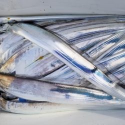 オーフリー 釣果