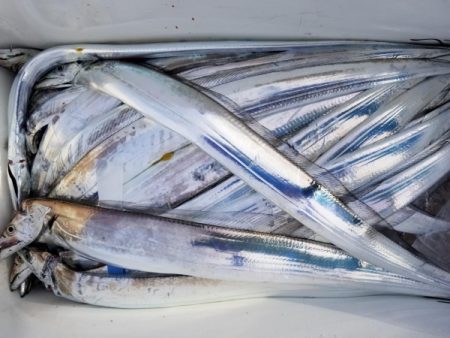 オーフリー 釣果