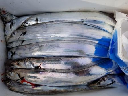 オーフリー 釣果