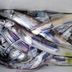 オーフリー 釣果