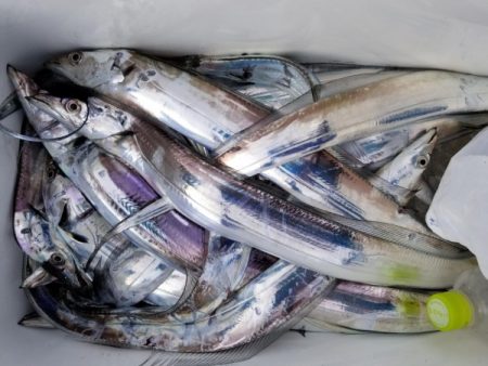 オーフリー 釣果