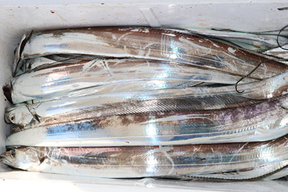 松本釣船２ 釣果