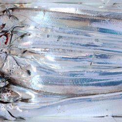 松本釣船２ 釣果