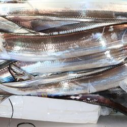 松本釣船２ 釣果