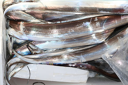 松本釣船２ 釣果