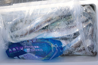 松本釣船２ 釣果