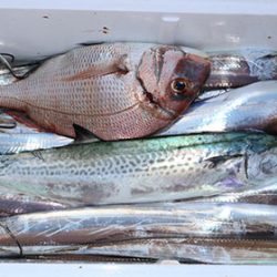 松本釣船２ 釣果