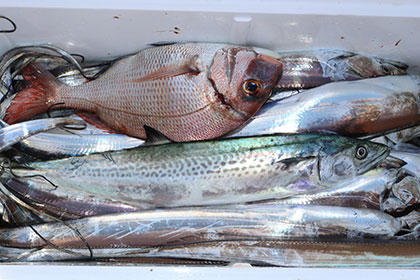 松本釣船２ 釣果