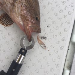 マタウマリンサービス 釣果