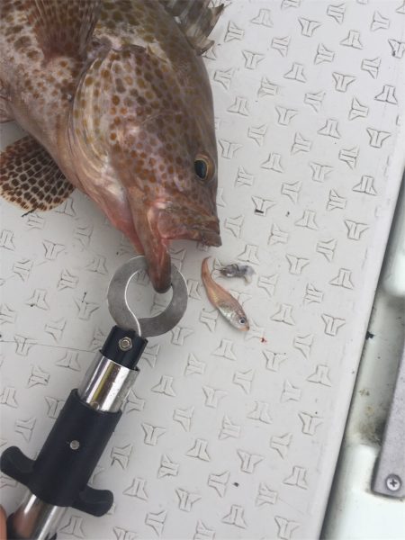 マタウマリンサービス 釣果