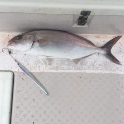 マタウマリンサービス 釣果