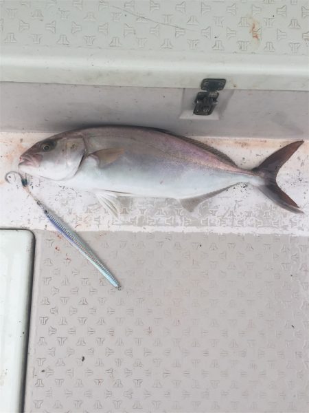 マタウマリンサービス 釣果