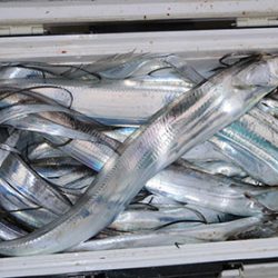 松本釣船２ 釣果