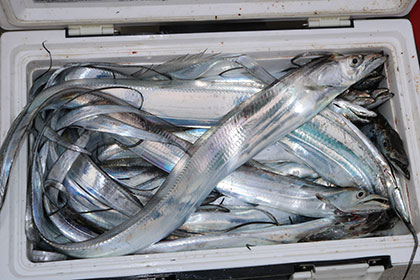 松本釣船２ 釣果