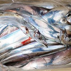 松本釣船２ 釣果