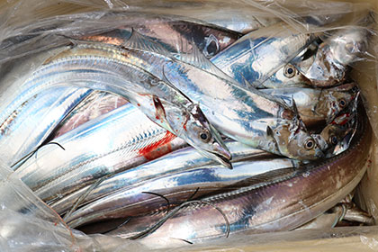 松本釣船２ 釣果