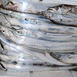 松本釣船２ 釣果