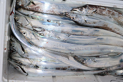 松本釣船２ 釣果