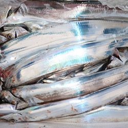 松本釣船２ 釣果