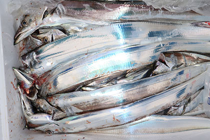 松本釣船２ 釣果