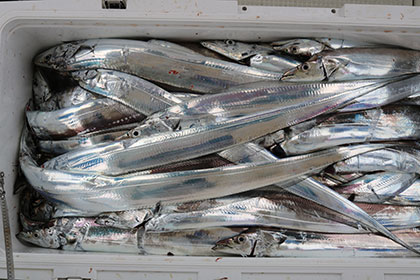 松本釣船２ 釣果