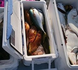 海龍丸(福岡) 釣果