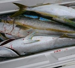 海龍丸(福岡) 釣果