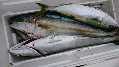 海龍丸(福岡) 釣果