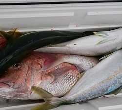 海龍丸(福岡) 釣果