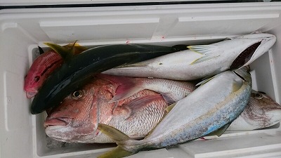 海龍丸(福岡) 釣果