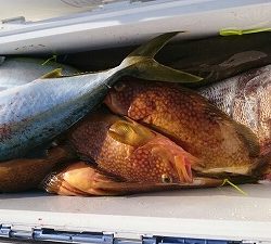 海龍丸(福岡) 釣果