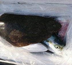 海龍丸(福岡) 釣果