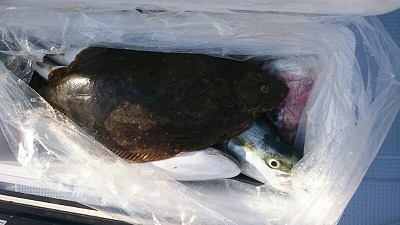 海龍丸(福岡) 釣果