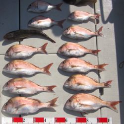 来温丸（らいおんまる） 釣果