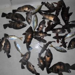 ルアー船マヒマヒ 釣果