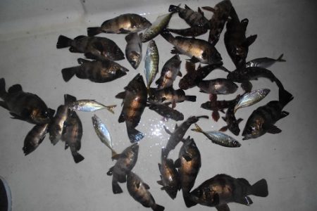 ルアー船マヒマヒ 釣果