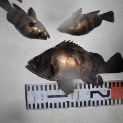 ルアー船マヒマヒ 釣果