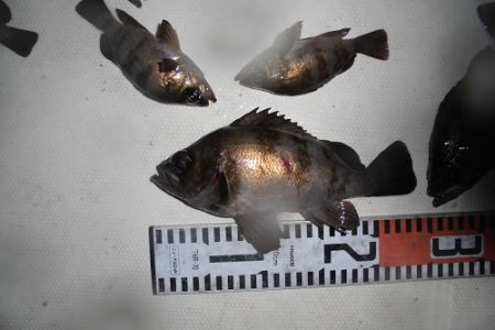 ルアー船マヒマヒ 釣果