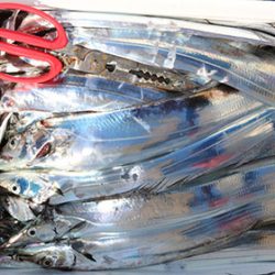 松本釣船２ 釣果