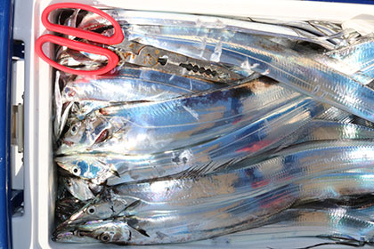 松本釣船２ 釣果