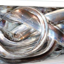 松本釣船２ 釣果