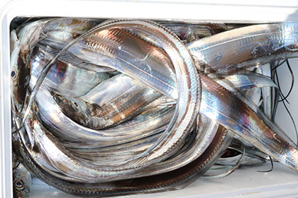 松本釣船２ 釣果