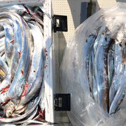 松本釣船２ 釣果