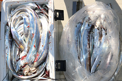 松本釣船２ 釣果