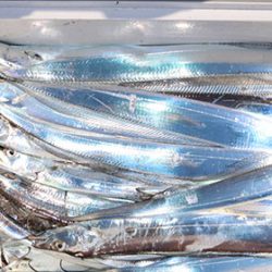 松本釣船２ 釣果