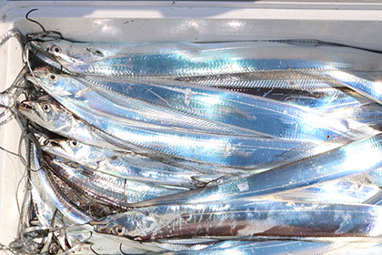 松本釣船２ 釣果