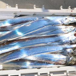 松本釣船２ 釣果