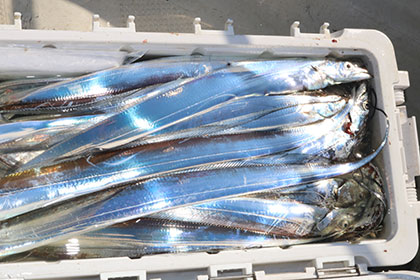 松本釣船２ 釣果