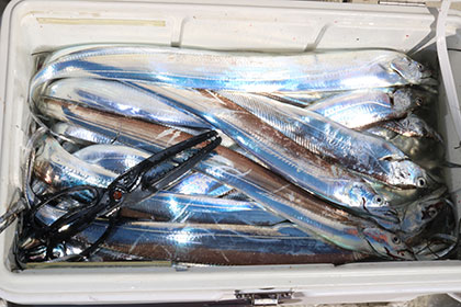 松本釣船２ 釣果